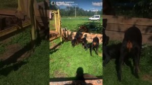 Щенки добермана 2,5 месяца