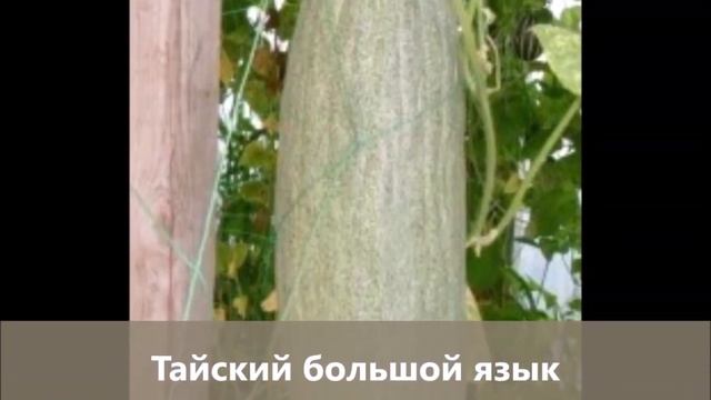 Внимание! Новинки: огурдыни, лечебная кукуруза и мини-тыквы. смотреть онлайн