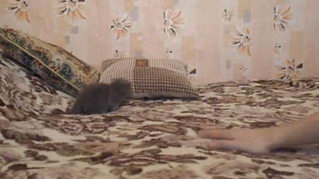 Игрун милун смотреть онлайн