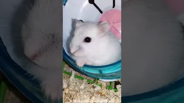 Симпатичный карликовый хомячок смотреть онлайн