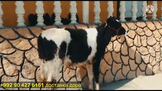 Срочно срочно фруши 4 марта 2022 г. смотреть онлайн