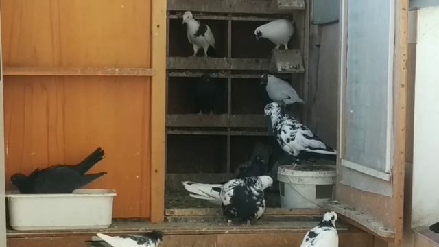 Голуби Бакинцы ?️???️ смотреть онлайн