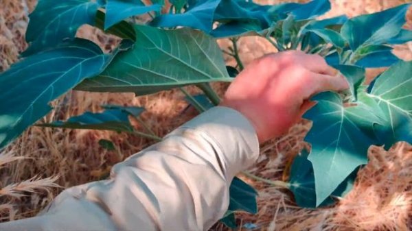 The Deadly Datura Plant: Identification, Cautions, and Medicinal Uses