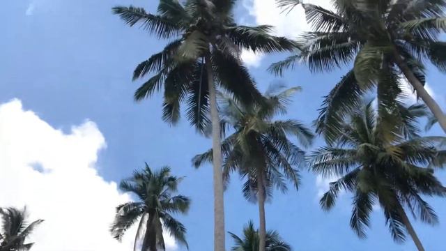 Обезьяны Тайланда/ручные обезьяны достают кокосы смотреть онлайн