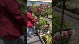 Как зимует индийская сирень Лагерстремия, и как за ней ухаживать?