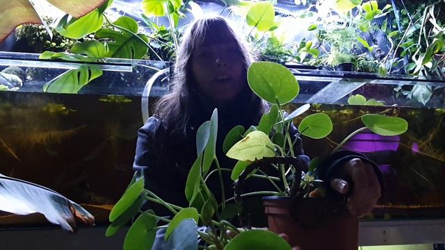 Pilea: Ufopflanze | Was ist der chinesische Geldbaum? смотреть онлайн