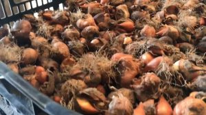 Луковица тюльпана после выгонки