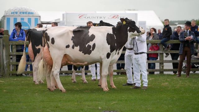 Balmoral Show 2022.Hallow Atwood Carmen EX92 & Denver Rhapsody.3rd Lactation Holstein Class смотреть онлайн