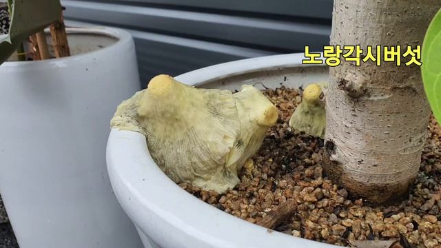[아스티즈홀딩스] 노랑각시버섯 하루만에 피었다 죽는 독버섯! смотреть онлайн