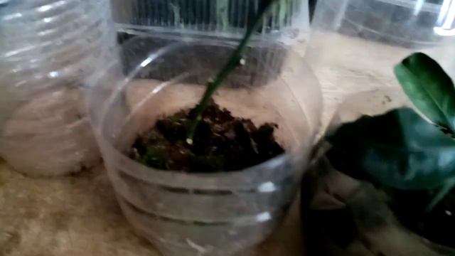 4 месяца укоренения мандарина в тепличке какой результат смотреть онлайн