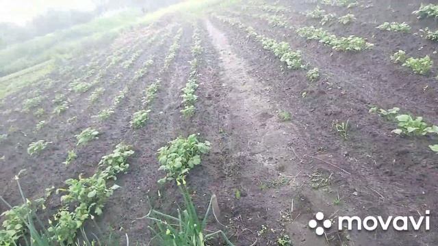 Дача// кайфуем и учимся получать удовольствие от малого смотреть онлайн