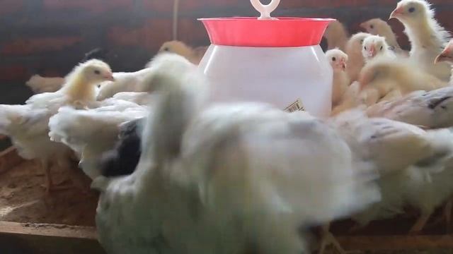 Цыплята - Адлерское серебро смотреть онлайн