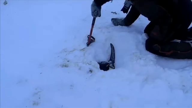 Спасение пингвина в Антарктике смотреть онлайн