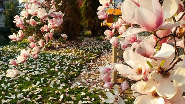 Magnolia blossom in our backyard. смотреть онлайн