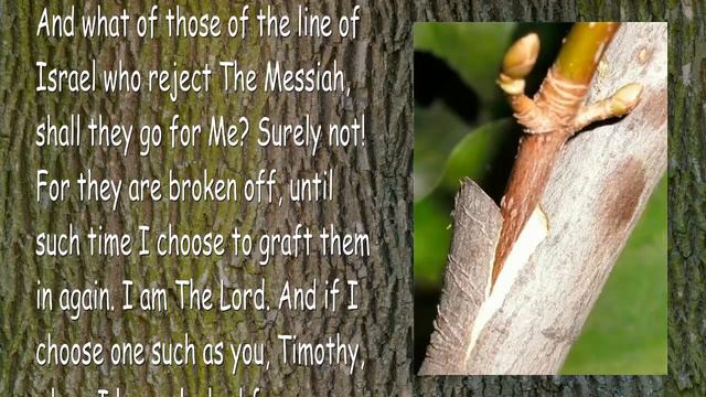 Timothy, you're grafted in... Let no Man and no Doctrine lead you astray 🎺 Trumpet Call of God смотреть онлайн