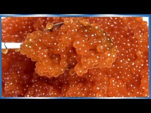 Красная икра, Все этапы засолки икры от А до Я, Правильный тузлук для икры лосося, кета, горбуша,