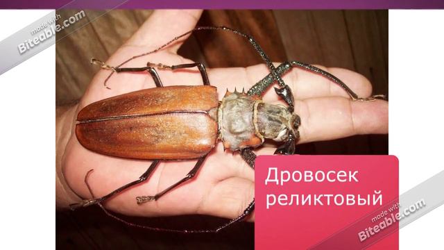 Красная книга-1 смотреть онлайн