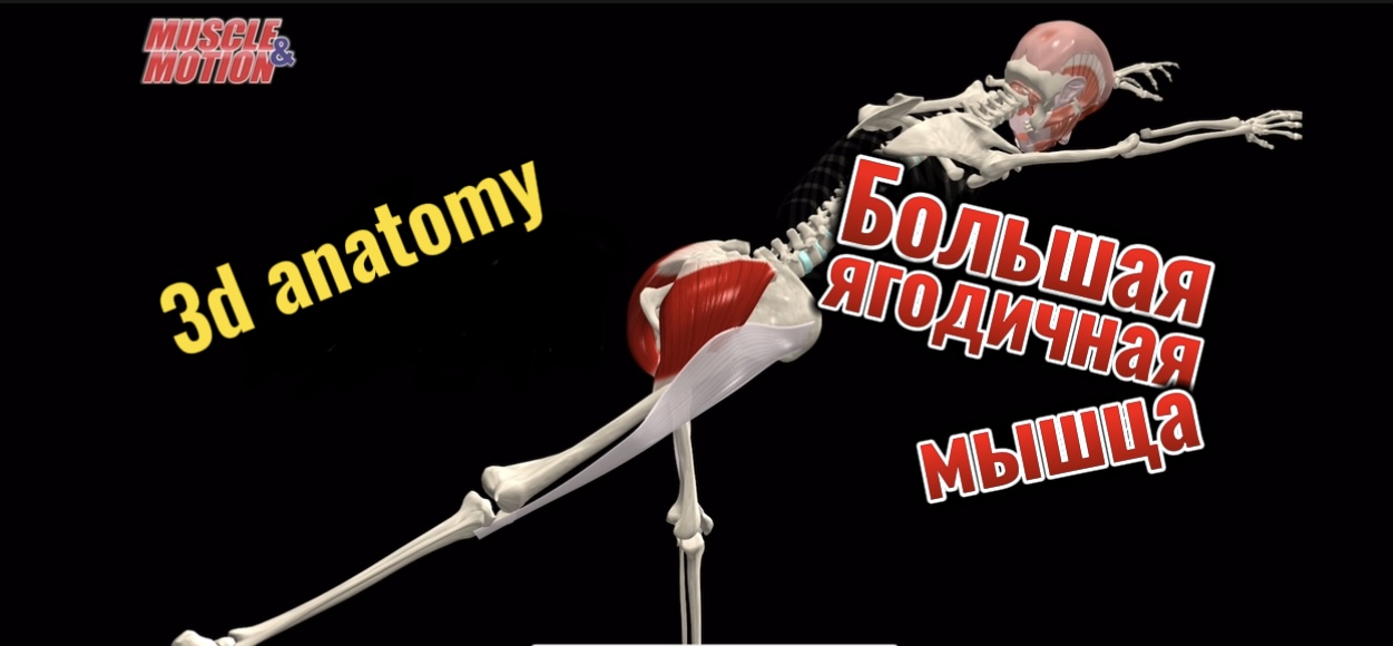 Большая ягодичная мышца. 3d anatomy смотреть онлайн