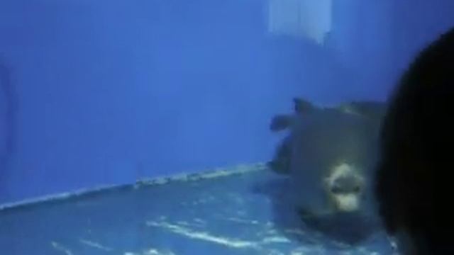 Нерпа-Байкал.avi смотреть онлайн