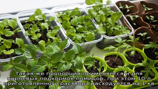 Удобрение Калимаг: применение для томатов и лука смотреть онлайн