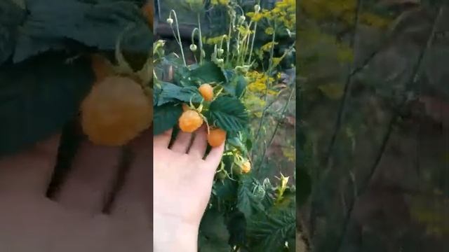 Малина Желтый Гигант. смотреть онлайн