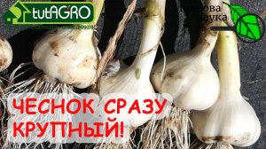 ЧЕСНОК БУДЕТ С КУЛАК, ЕСЛИ СЕЙЧАС СДЕЛАТЬ С НИМ ЭТО! Просто обработайте ТАК чеснок перед выкопкой.