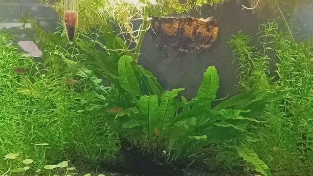Danio Erythromicron смотреть онлайн