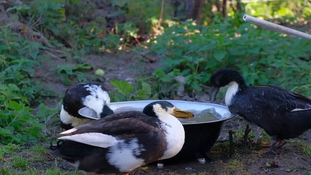 Gürcü üsulu Kal Pomidor Turşusu! Kənddə Qış Hazırlığı смотреть онлайн