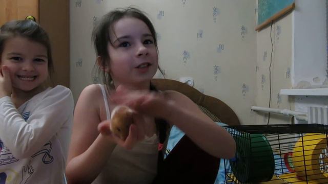 Хомки шоу смотреть онлайн