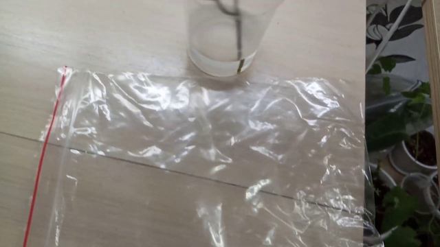 Комнатные Растения. Новинки???? смотреть онлайн