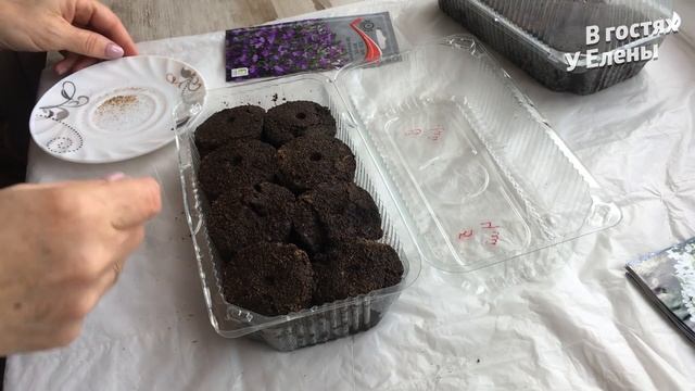 БУКЕТНЫЙ ПОСЕВ ЛОБЕЛИИ и дальнейший уход / в торфяные таблетки / ПОДРОБНО смотреть онлайн