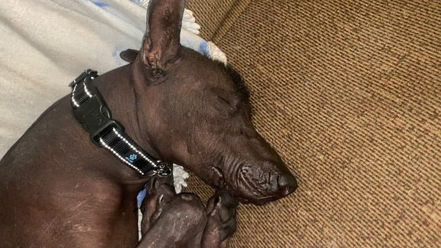 The Xoloitzcuintli aka Mexican Hairless - Breed History, Care, Temprament, and More смотреть онлайн