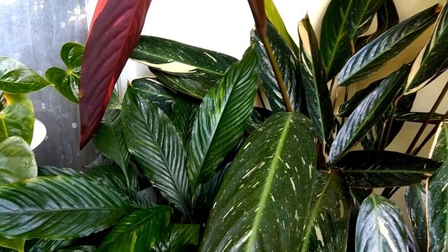 #567.Строманта?какой требуется уход,собирается цвести смотреть онлайн