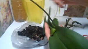 Обработка корней орхидеи"Фитоспорином-м"