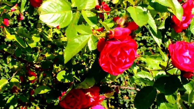 Canon 600D 18-55mm FULL HD смотреть онлайн