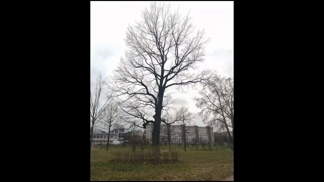 Куракина Дача пасмурным вечером, СПб 26.04.2021 смотреть онлайн