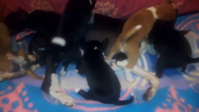 Щенки басенджи I-Litter (13/01/2014) часть 1 смотреть онлайн