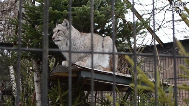 Восточно сибирская рысь Питание на ilikepet смотреть онлайн