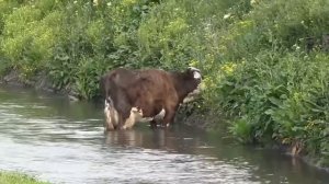 Коровы: учебное пособие для детей