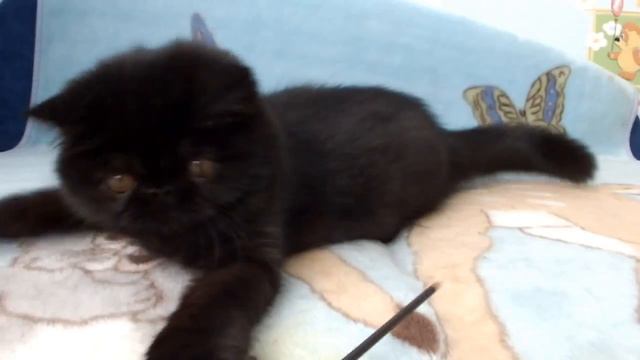 Куплю котенка экзота Москва смотреть онлайн