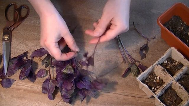 Как посадить базилик. смотреть онлайн