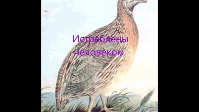 Породы перепелов смотреть онлайн