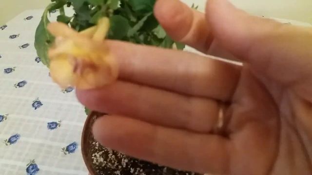Ризомы ахименесов бывают не только в земле смотреть онлайн