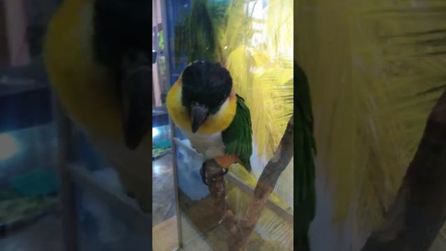 ??Белый попугай, -Каик (черноголовый) и кто-то ещё? ???? - 10часть. смотреть онлайн
