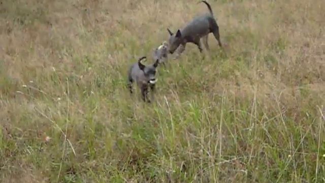 Ксоло средняя и щенок мини. смотреть онлайн