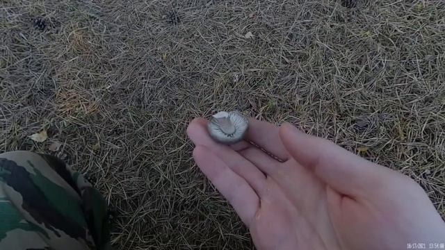 Рядовка землистая или грибы мышата смотреть онлайн