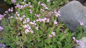 Цветы в саду: первоцветы, которые украшают сад в апреле и самом начале мая.