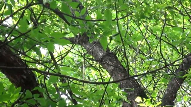 Nature sounds. Bird woodpecker at work, pecking a tree, wood – eating. Woodpecker sound, call, song смотреть онлайн