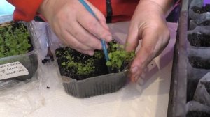 Пикировка ЛОБЕЛИИ. Мои цветы.