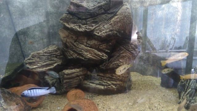 Молодёжь растёт, Псевдотрофеус элонгатус орнатус, Псевдотрофеус ред топ ндумби, хаплохромис мбонирв смотреть онлайн